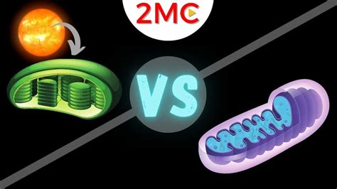 mitochondria vs tesla